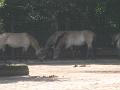 Zoo Cottbus 149